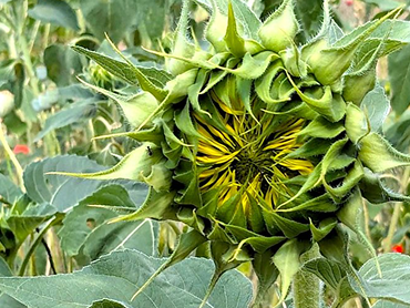 Letní dovolená je ideálním na minimalistický šatník